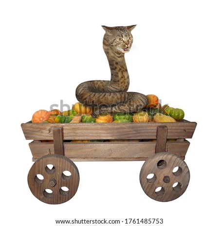 The beige cat snake is sitting on an old horse wooden cart full of pumpkins for Halloween. White background. Isolated.