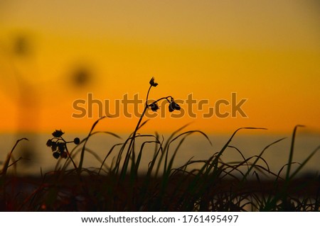 close up of silhouette of flower with head down and grass at sunset at seaside against orange golden sky and blue se water, calming relaxing inspiring scene, summertime at coast