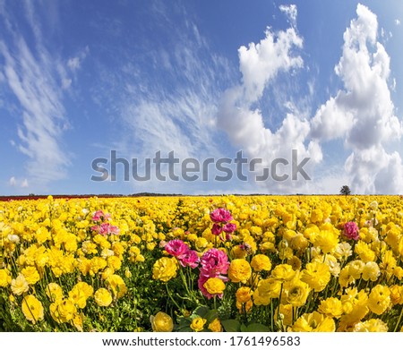 Picturesque fields of blooming large red and yellow buttercups - ranunculus. Flying clouds on a windy spring day. The concept of botanical, environmental and photo tourism