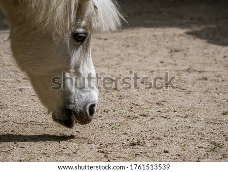 White pony or small horse Equus ferus caballus looking for food on the ground.