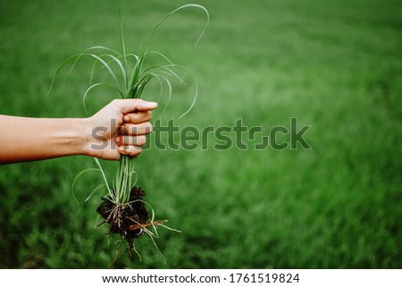 A hand holding a clump of fresh grass above a rice paddy. Farmer hands pulling grass with root and soil up from ground, Plucking weeds.