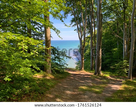 Beautiful park forest landscape with beech trees on the Baltic sea coast on resort island Ruegen, Germany Royalty-Free Stock Photo #1761526124