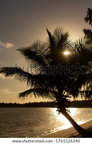 Vertical photo of the silhouette of a palm tree with the beach and the coast in the background with the light of the sun piercing the leaves