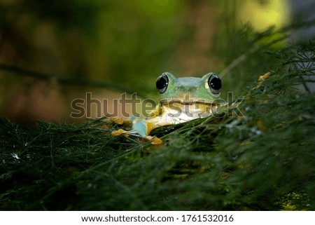 Javan tree frog front view on green leaves, Flying frog sitting on green leaves, beautiful tree frog on green leaves, rachophorus reinwardtii