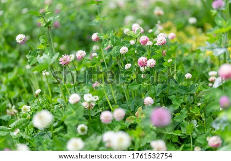 Field of Pink and White Dutch Clover Blossoms With Happy Bees Flying Around