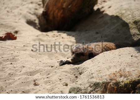 a meerkat lay down and enjoy the sun