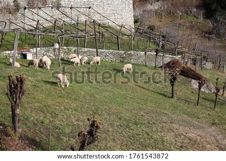sheep in the free pasture in the mountains