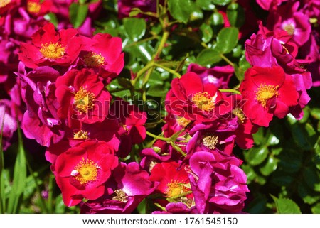 The closely photographed red flowers
