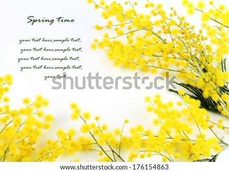 Branches of mimosa Royalty-Free Stock Photo #176154863