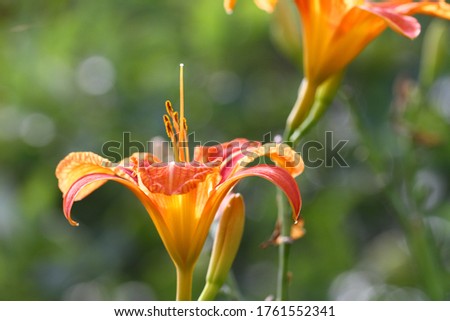 Daylily is a popular garden plant