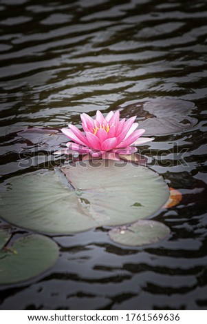 Light pink water lily in the dark water of the pond vertical photo.