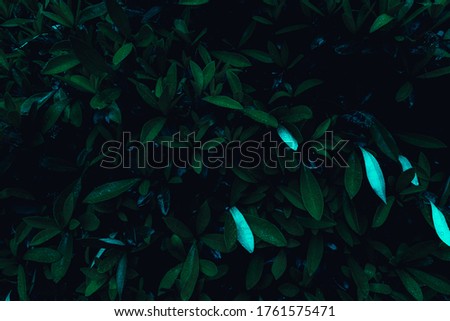 A photo of green leaves with a dark and moody vibe, making the leaves appear to peek out from the pitch black backdrop.