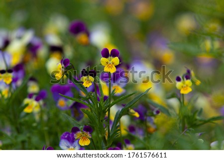 Wild pansy yellow and violet heartsease close up in the grass