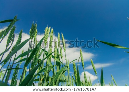 harvest field green wheat cereals nature clear weather summer day photography foreshortening from below with blue sky background space