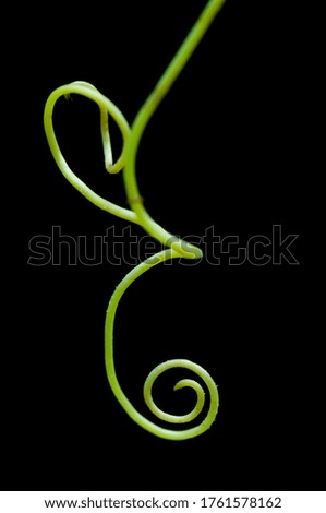 Abstract plant on black background