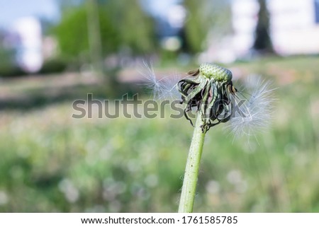 Background of white dandelions. Dandelion grows on a green field.
