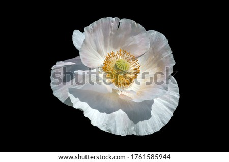 The blooming decorative white poppy (Papaver) isolated on a black background.