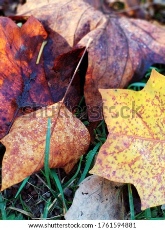 yellow autumn maple leaves with dew drops