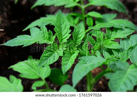 Young green sprouts of tomato seedlings in a greenhouse. Stock Photo