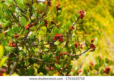 Beautiful red berries on a bush off the coast of Southern California