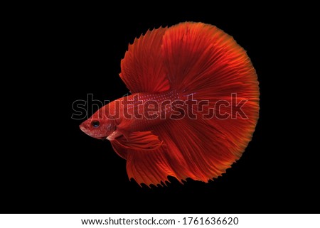 Super red halfmoon betta, Siamese fighting fish. Betta fish, betta splendens isolated on black background.