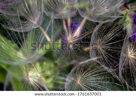 Many fluffy seeds of dandelion flowers on green nature background. Close up, top view, detailed macro photo.