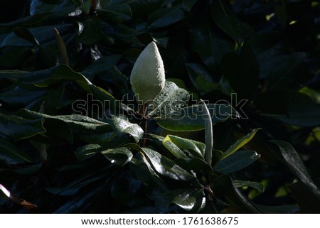 Magnolia flower open to the sunshine