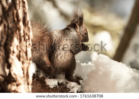 Eurasian brown red Squirrel Sciurus vulgaris Cute Snow Nut