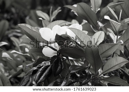 Magnolia flower in Black and White