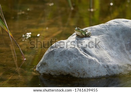 Water frog Pelophylax in green lake with beautiful reflection of eyes and Bladder 