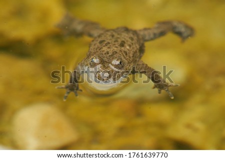 Yellow Bellied Toad Bombina Variegata Portrait Golden Eyes with Black Heart
