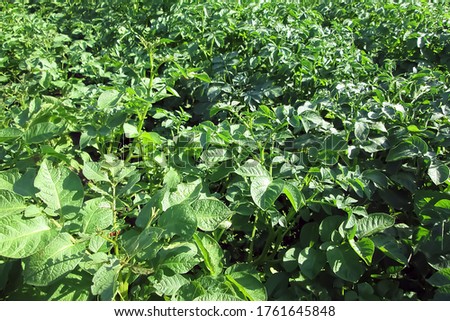 A photo of potato bushes. Background from the grown stems of an agricultural plant. For agro-cultural articles, blogs and social networks.    