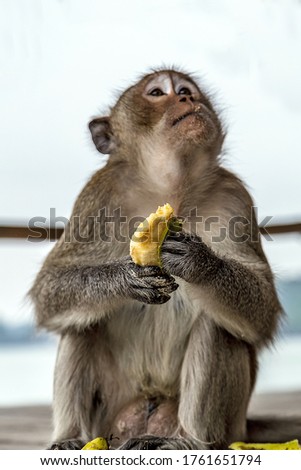 Rhesus monkey. Macaca Mulatta Primates sits and eating banana