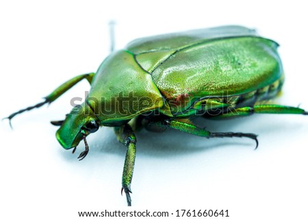 Pictures of insects as beautiful as emerald green