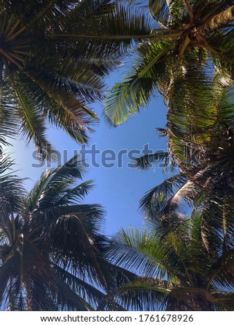 Palmtree at beautiful beach of Itapuã - Salvador, Bahia, Brazil