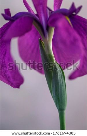 Close up image of a beautiful violet iris flower