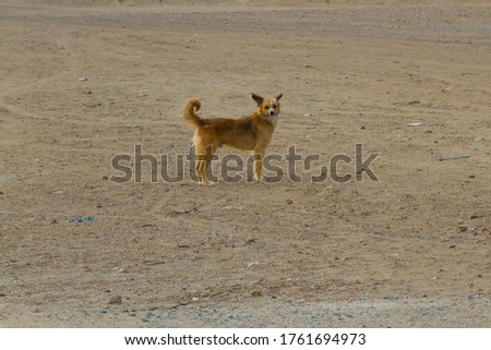 Peruvian dogs of the Chiribaya breed