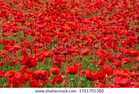 A selective focus shot of red poppy flower field