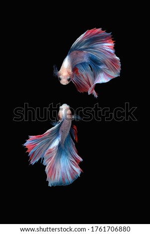 Two dancing betta siamese fighting fish (Double tail grizzle in blue white red color type) isolated on black background