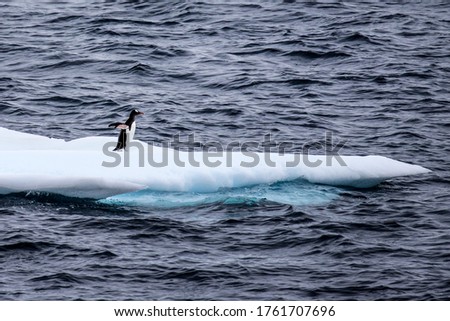 Gentoo Penguins on Ice Sheet in Antarctica 