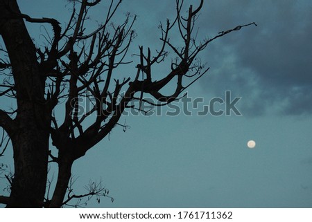 Dried dying tree with dark blue sky as background during dusk. 