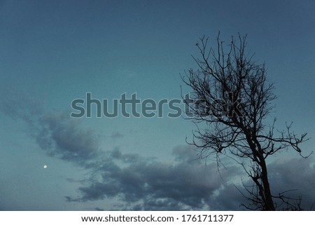Dried dying tree with dark blue sky as background during dusk. 