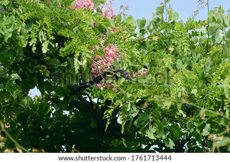 Phaenicophaeus tristis ( Green-billed Malkoha ) on tree Royalty-Free Stock Photo #1761713444