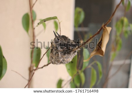 Baby Hummingbirds sitting in nest