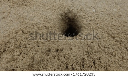 Crab cave on the beach