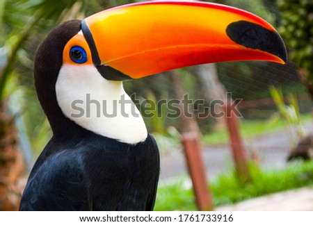 Toucan portrait, beautiful colourful bird. 