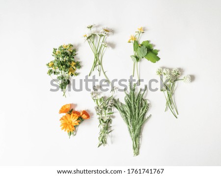 Various fresh medicinal herbs on white background. Top view. Copy space