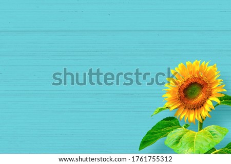 a sunflower on blue background	