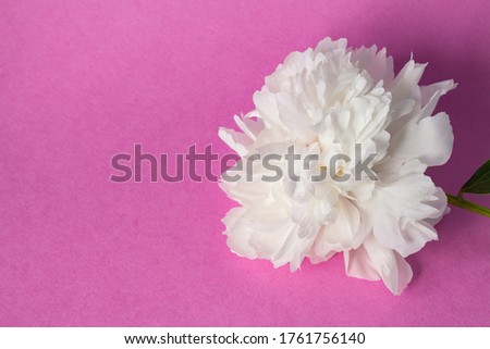 White flower on a pink background. Greeting card for mother's Day, March 8, Happy Easter. Waiting for spring. Greeting card.