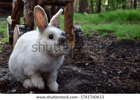White rabbit with a black spot on the nose in the park